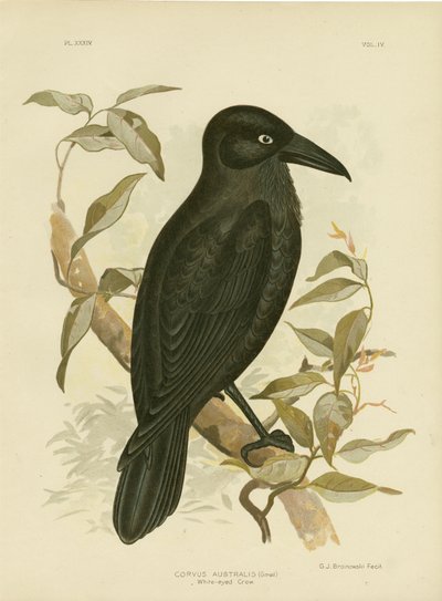 White-Eyed Crow Or Australian Raven by Gracius Broinowski